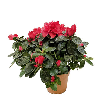  Azalée D'intérieur : Plante En Pot - Coloris Variables
