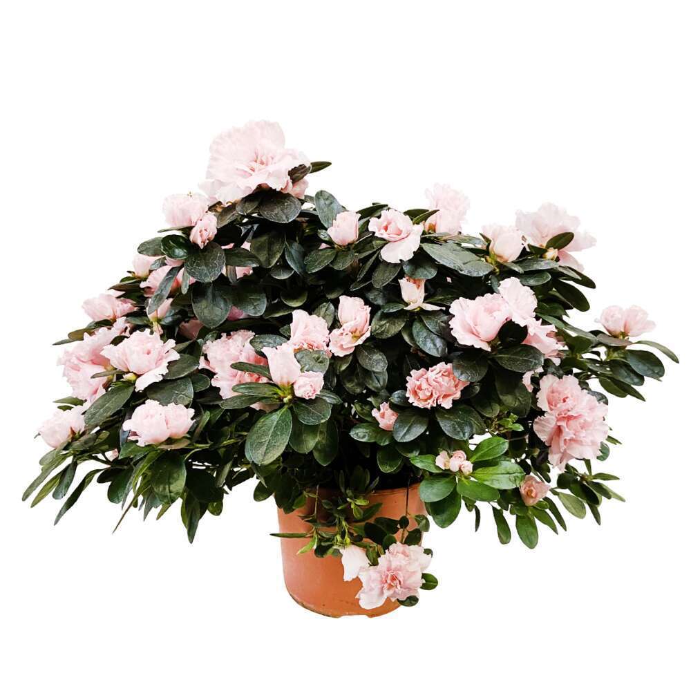  Azalée D'intérieur : Plante En Pot - Coloris Variables