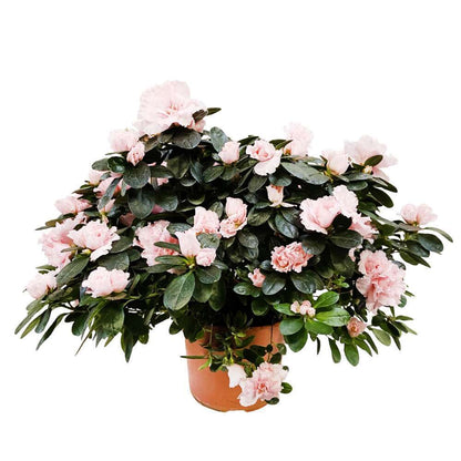  Azalée D'intérieur : Plante En Pot - Coloris Variables