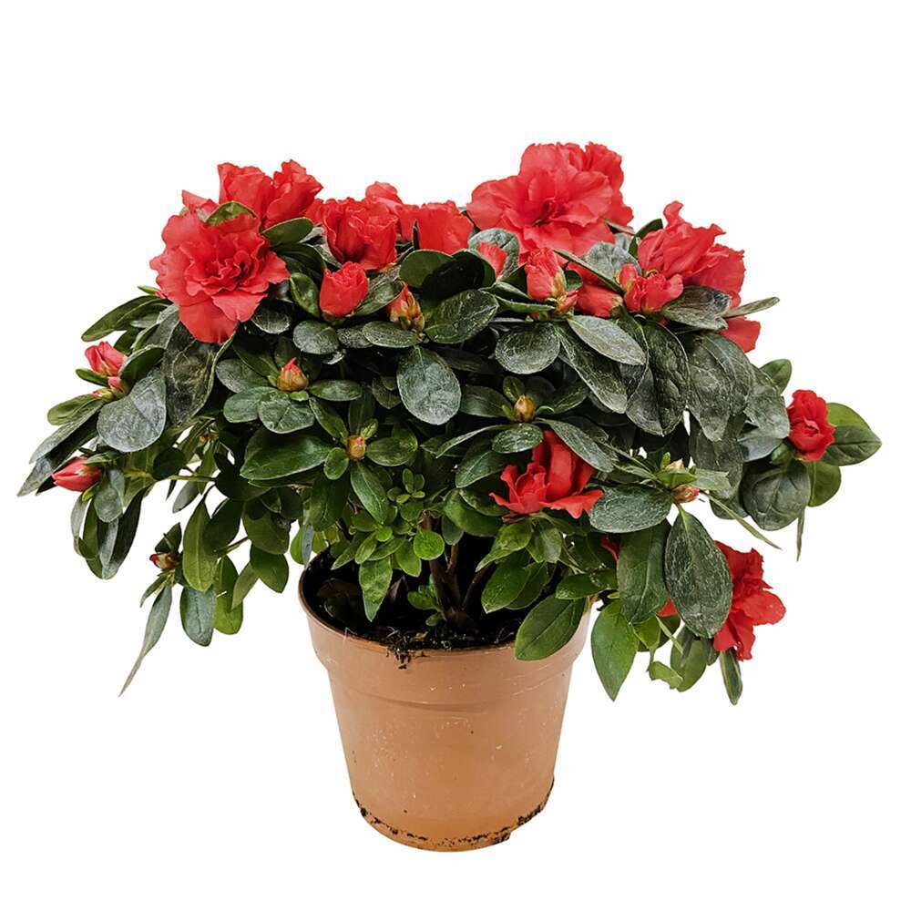  Azalée D'intérieur : Plante En Pot - Coloris Variables
