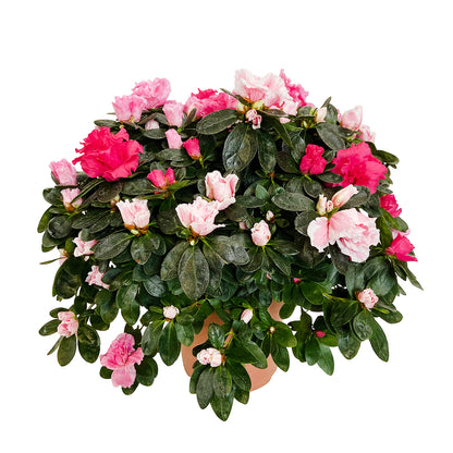  Azalée D'intérieur : Plante En Pot - Coloris Variables
