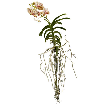  Orchidée Vanda 1 Tige - Vase D.14 Cm
