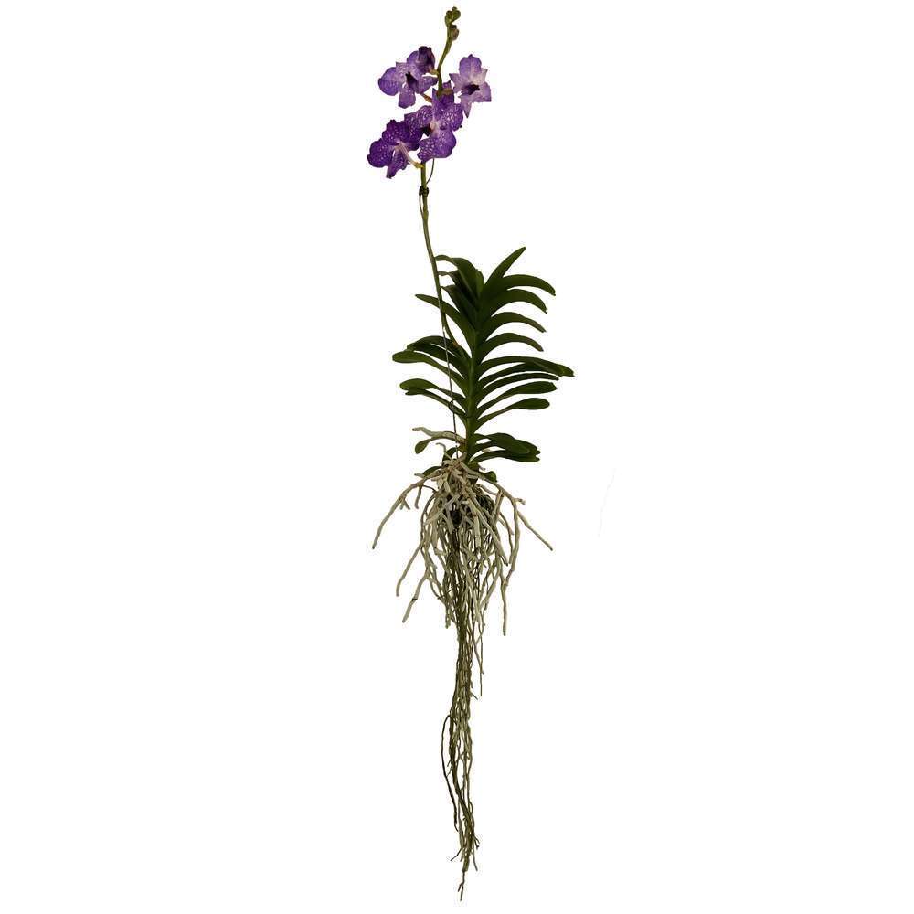  Orchidée Vanda 1 Tige - Vase D.14 Cm