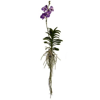  Orchidée Vanda 1 Tige - Vase D.14 Cm