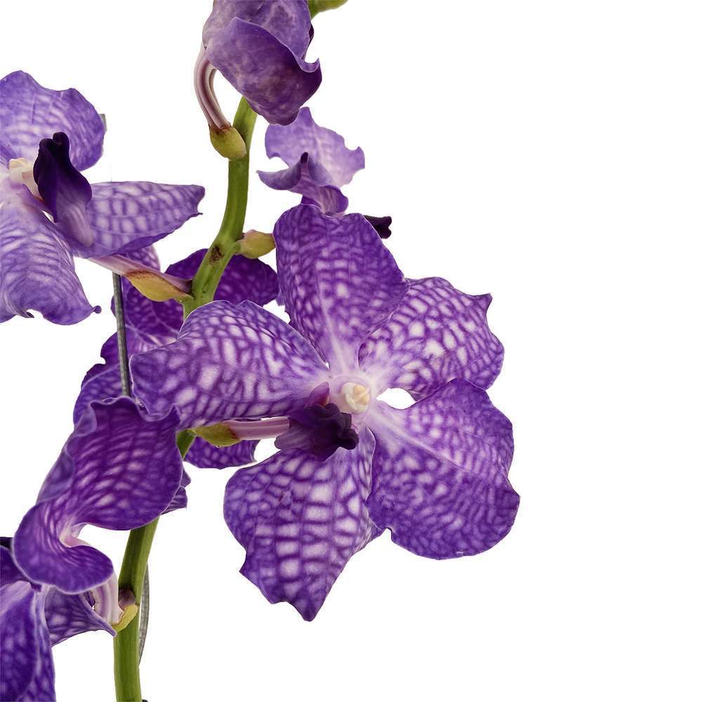  Orchidée Vanda 1 Tige - Vase D.14 Cm