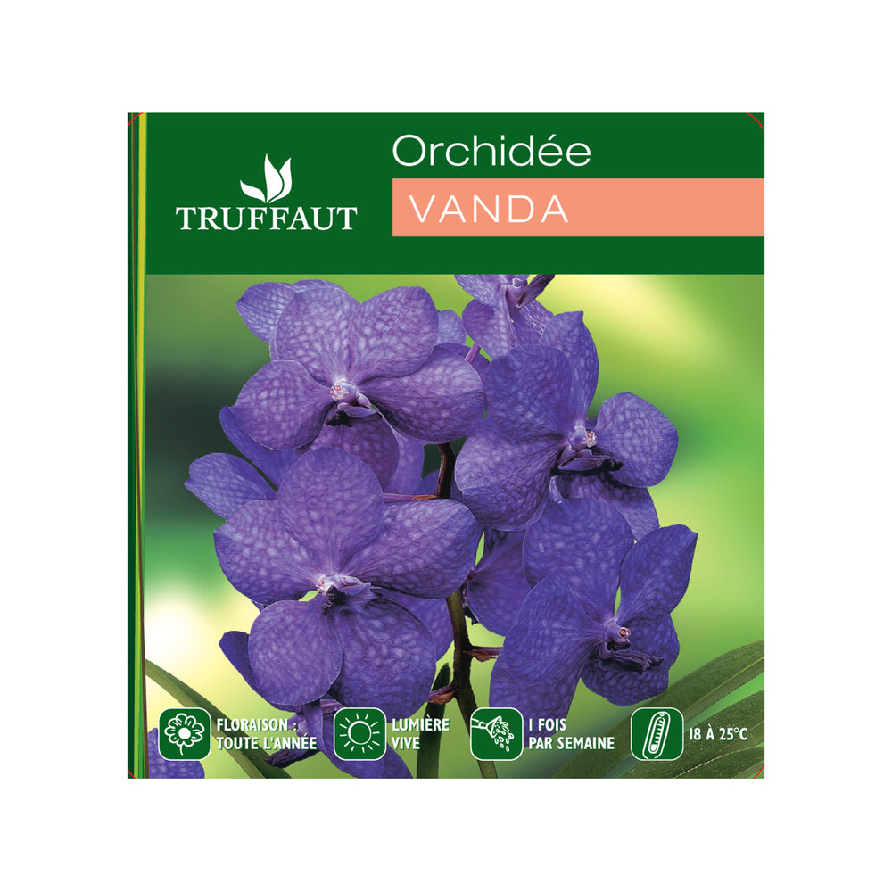 Orchidée Vanda 1 Tige - Vase D.14 Cm