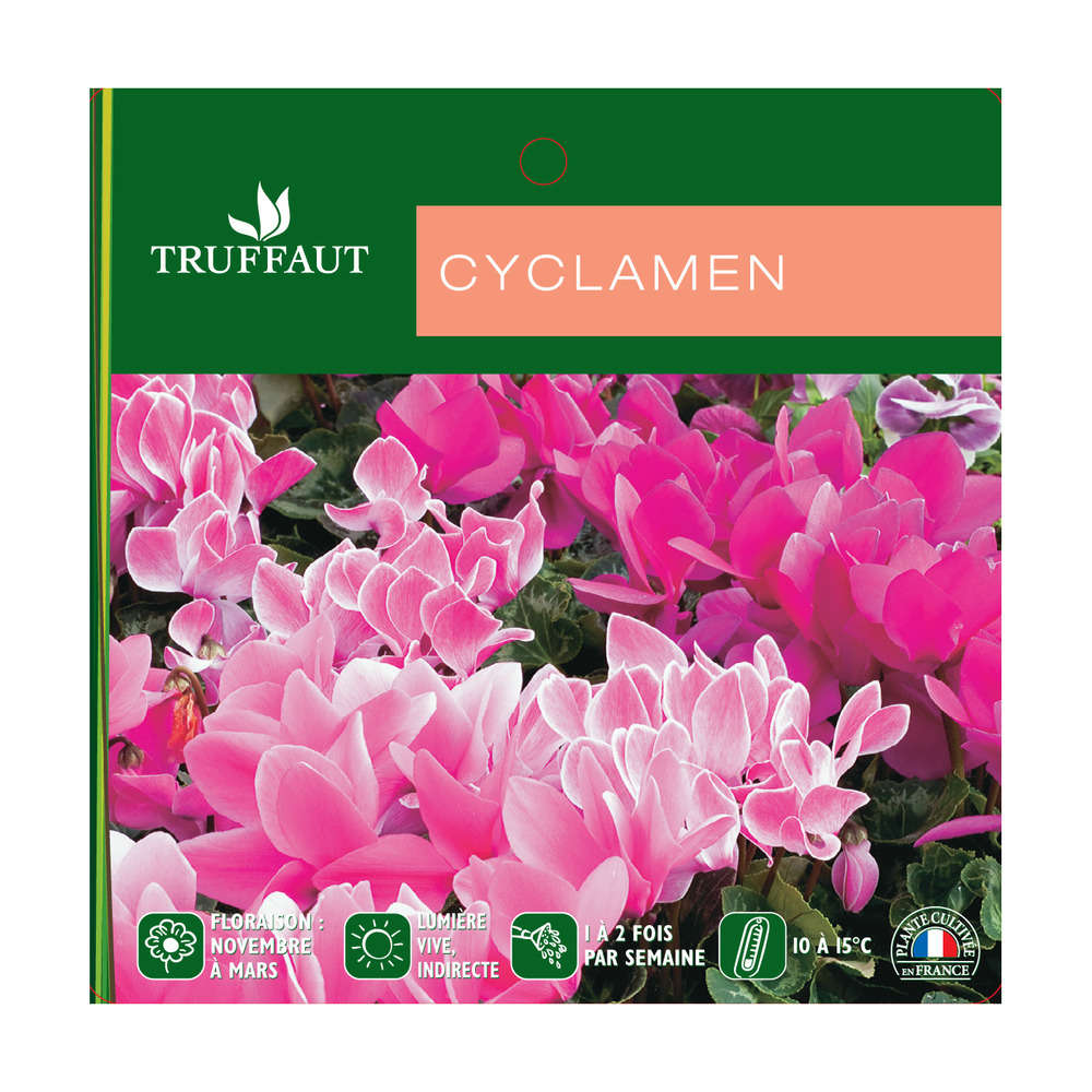  Cyclamen Des Fleuristes : 3 Plants Coupe Moyen Modèle
