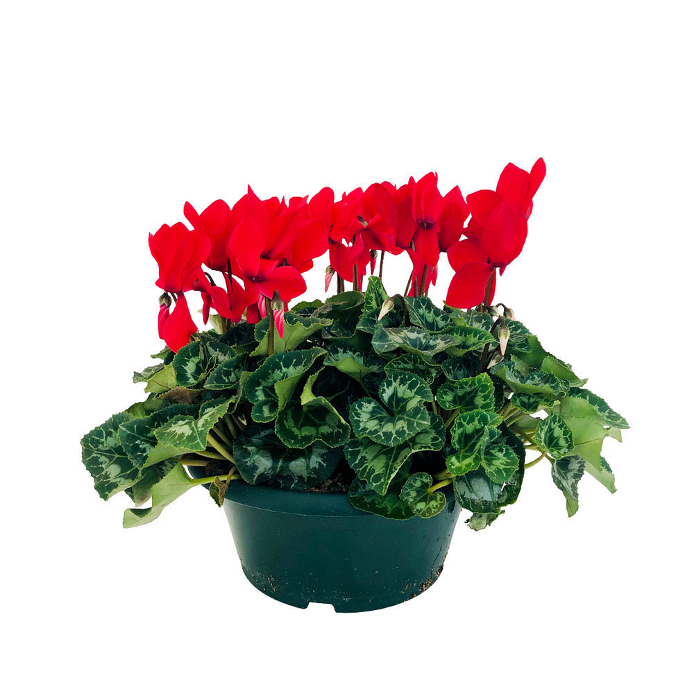  Cyclamen Des Fleuristes : 3 Plants Coupe Moyen Modèle