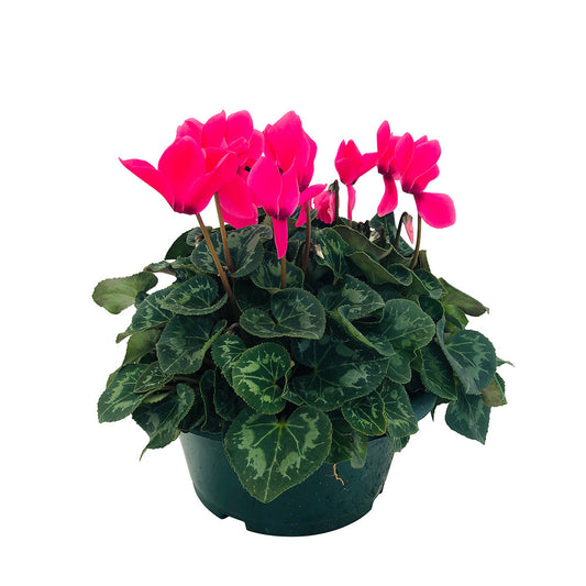  Cyclamen Des Fleuristes : 3 Plants Coupe Moyen Modèle