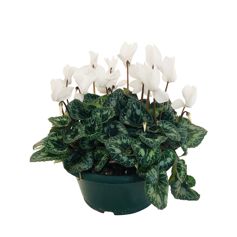  Cyclamen Des Fleuristes : 3 Plants Coupe Moyen Modèle
