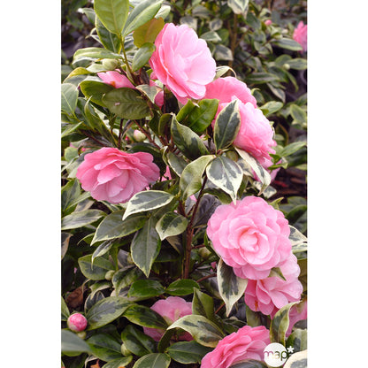  Camellia Japonica ' Kerguelen ' ®: Pot 4 L