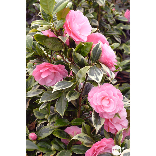  Camellia Japonica ' Kerguelen ' ®: Pot 4 L