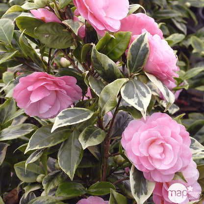  Camellia Japonica ' Kerguelen ' ®: Pot 4 L