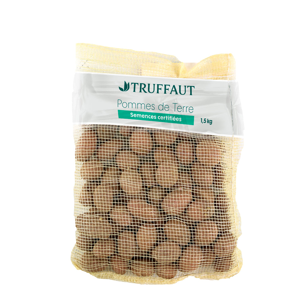  Plants De Pommes De Terre 'Samba' En Sac - 1,5 Kg