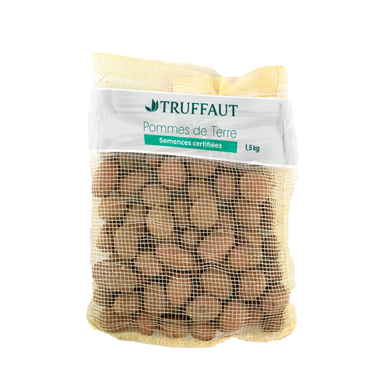  Plants De Pommes De Terre 'Samba' En Sac - 1,5 Kg