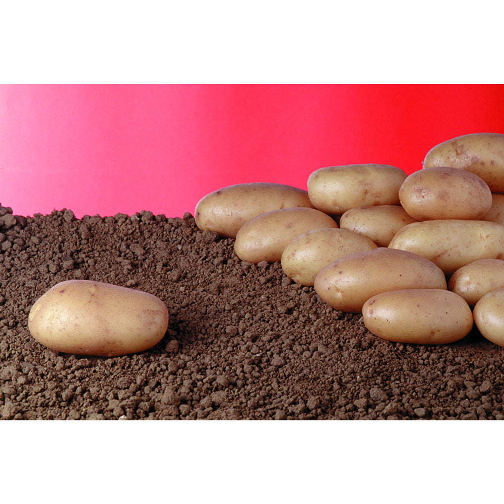  Plants De Pommes De Terre 'Samba' En Sac - 1,5 Kg