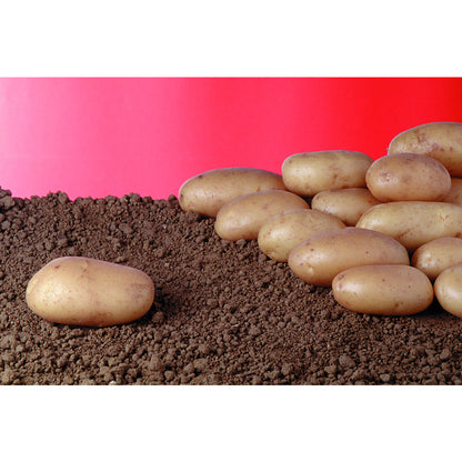  Plants De Pommes De Terre 'Samba' En Sac - 1,5 Kg