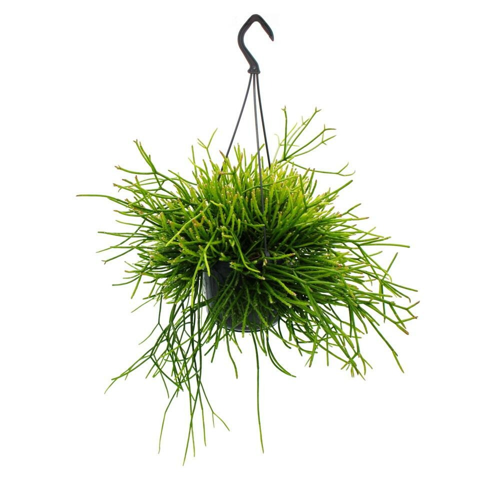  Urban Jungle Elegance - Ambre De Cactus Moderne Avec Une Superbe Structure De Feuilles - Rhipsalis Pulchra - 15cm