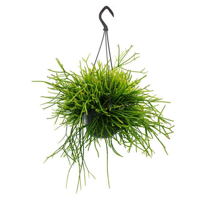  Urban Jungle Elegance - Ambre De Cactus Moderne Avec Une Superbe Structure De Feuilles - Rhipsalis Pulchra - 15cm