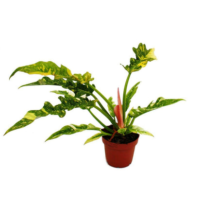  Philodendron Ring Of Fire Ami Des Arbres Insolite Pot 12cm