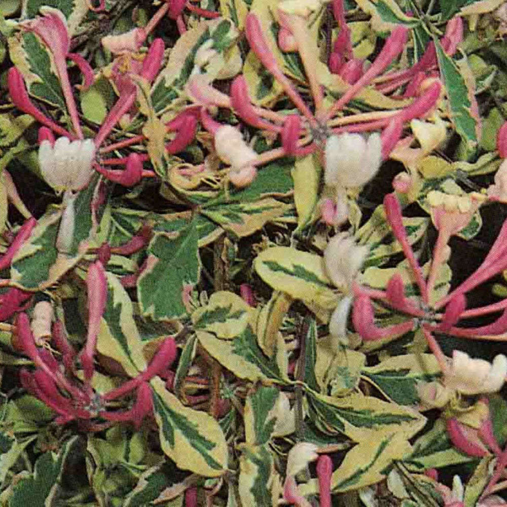  Chèvrefeuille Harlequin® 'sherlite'/[-]pot De 1,5l - Tuteur Bambou 30/60 Cm