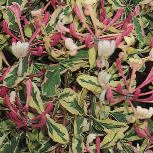 Chèvrefeuille Harlequin® 'sherlite'/[-]pot De 1,5l - Tuteur Bambou 30/60 Cm