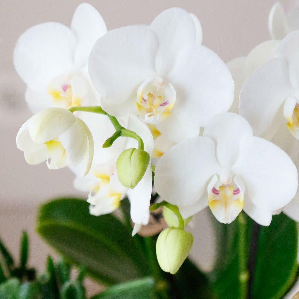  Offre Spéciale : 4 Phalaenopsis Orchidées Blanches Amabilis Cm - Plante D'intérieur