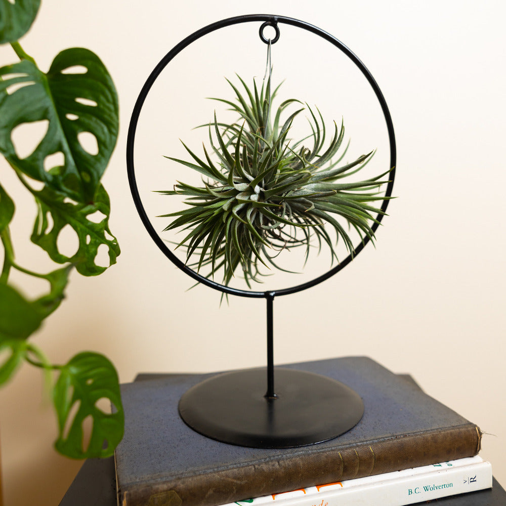  Bloomique - Tillandsia Magic Ball En Anneau - Plante Aérienne - Plante D’intérieur - 30 Cm De Haut