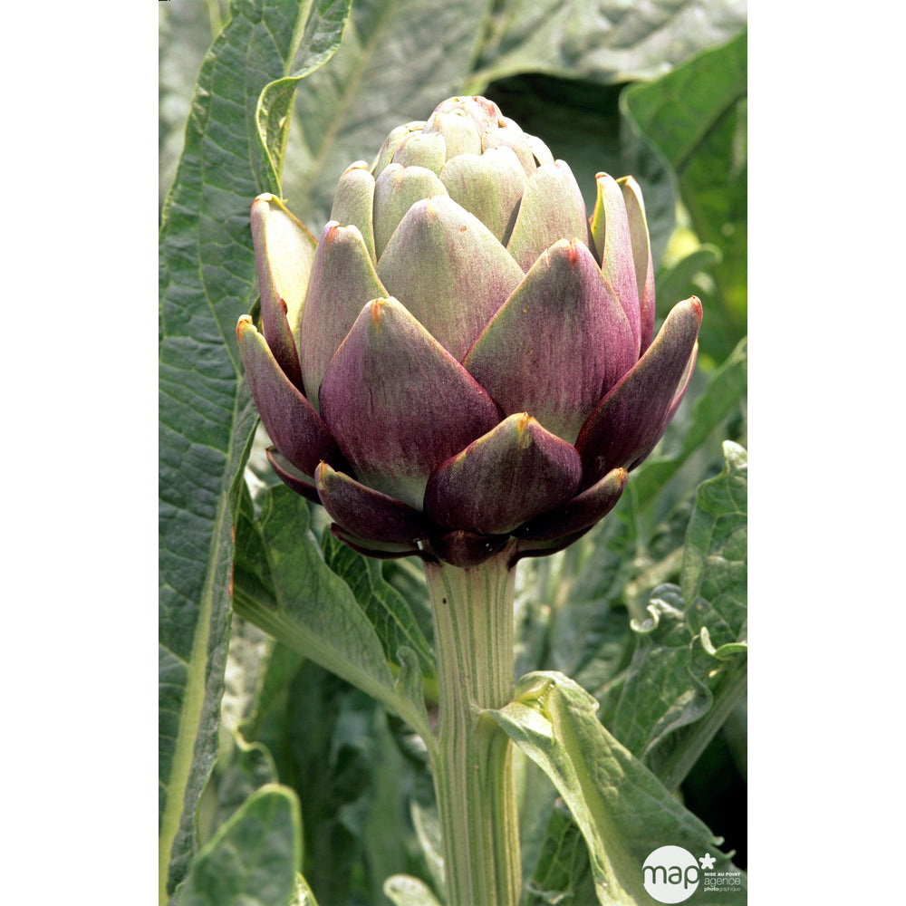  Plant D'artichaut Violet 'Amethyste' F1 : Pot De 1 Litre