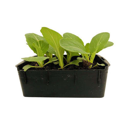  Plants De Choux-fleurs 'Boris' : Barquette De 6 Plants