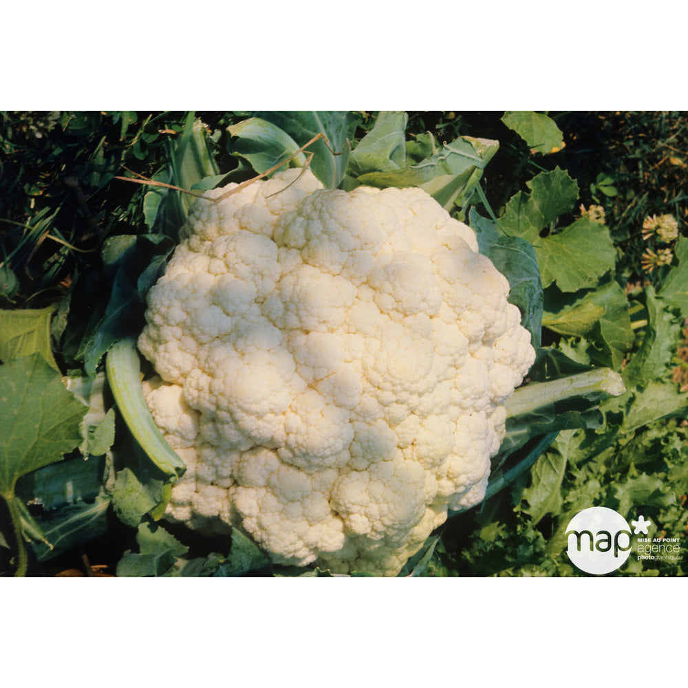  Plants De Choux-fleurs 'Boris' : Barquette De 6 Plants