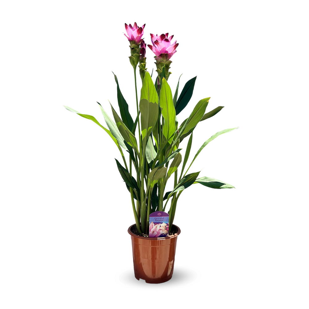  Curcuma Alismatifolia - Curcuma D'ornement - ↕ 70-80 Cm - ⌀ 16 Cm - Plante D'intérieur