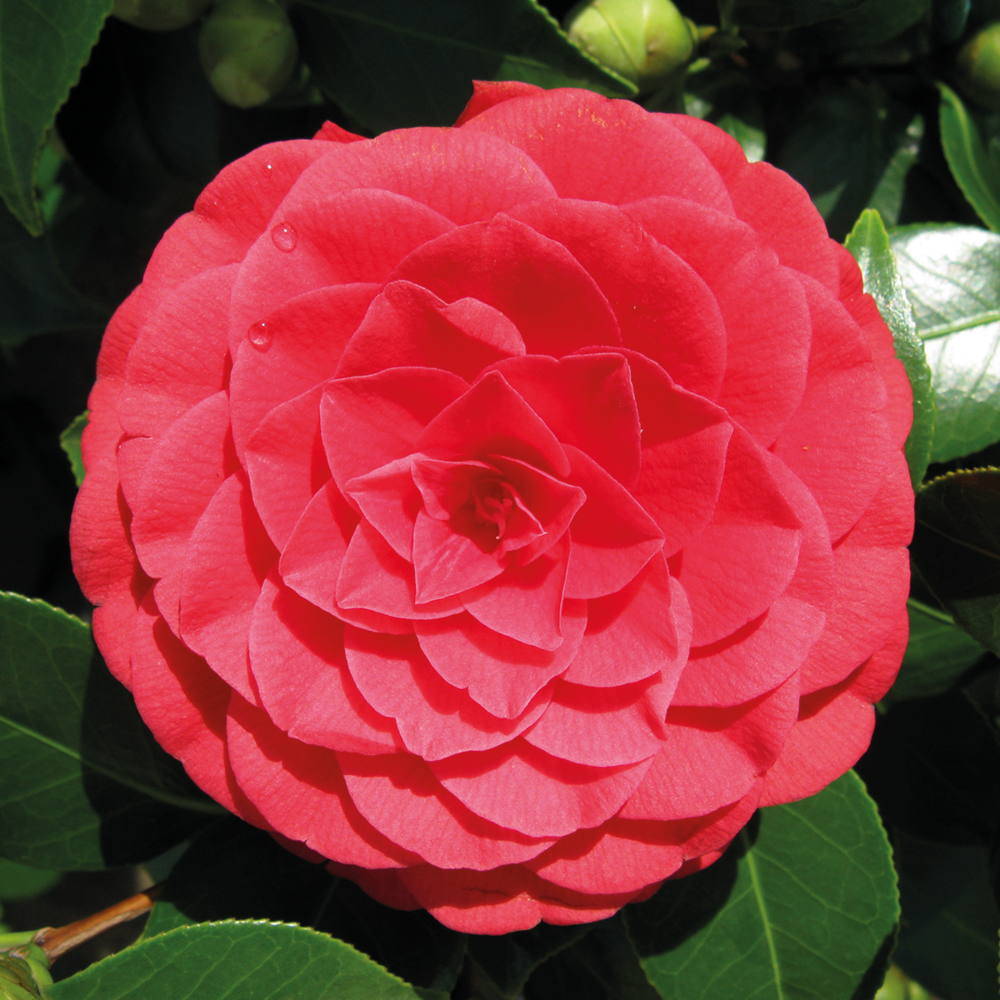 Camellia Japonica 'black Lace' - Rosier Du Japon - Buisson - Persistant - ⌀15 Cm - ↕30-35 Cm