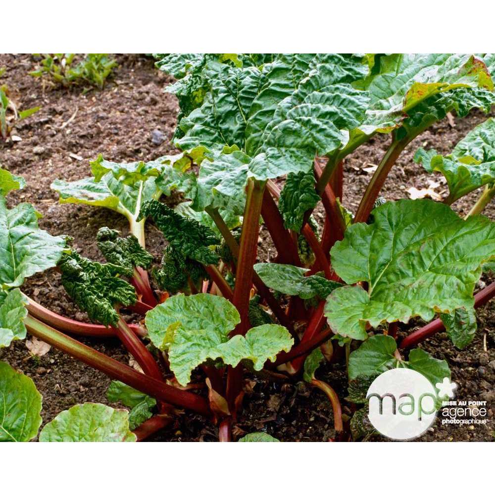  Plant De Rhubarbe : Pot De 3 Litres