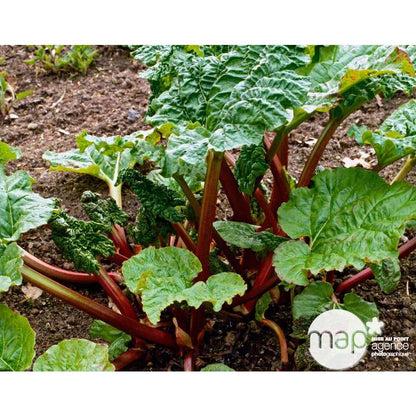  Plant De Rhubarbe : Pot De 3 Litres