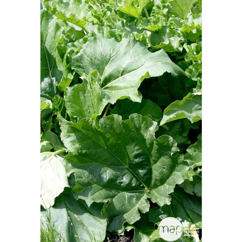  Plant De Rhubarbe : Pot De 3 Litres