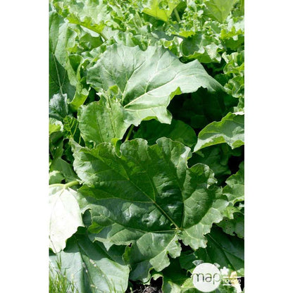  Plant De Rhubarbe : Pot De 3 Litres