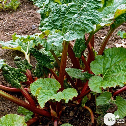 Plant De Rhubarbe : Pot De 3 Litres