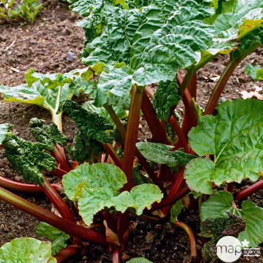  Plant De Rhubarbe : Pot De 3 Litres
