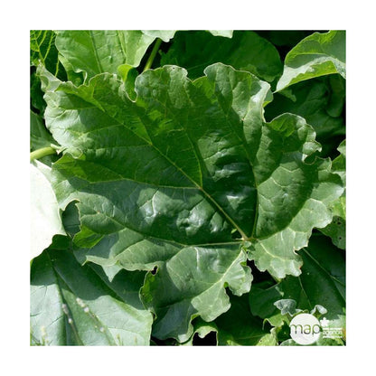  Plant De Rhubarbe : Pot De 3 Litres