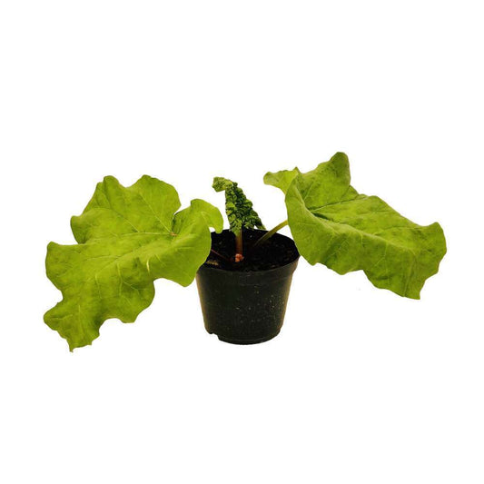  Plant De Rhubarbe : Pot De 3 Litres