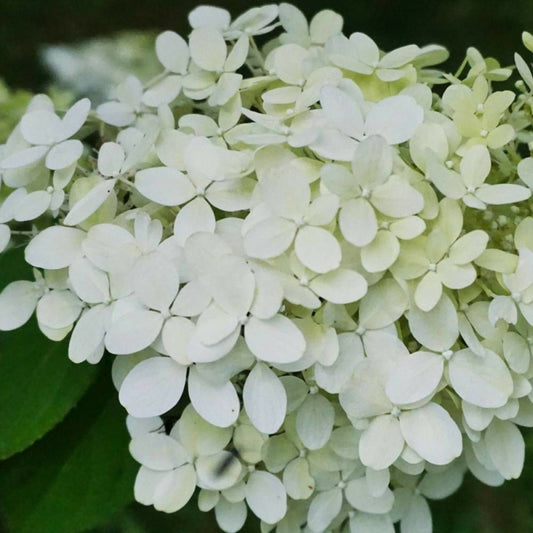  Hortensia Paniculata Magical® Mont Blanc 'kolmamon'/[-]pot De 7,5l - 40/60 Cm