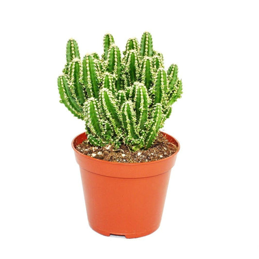  Cereus Floridianus - Doigts Verts - Dans Un Pot De 5,5 Cm