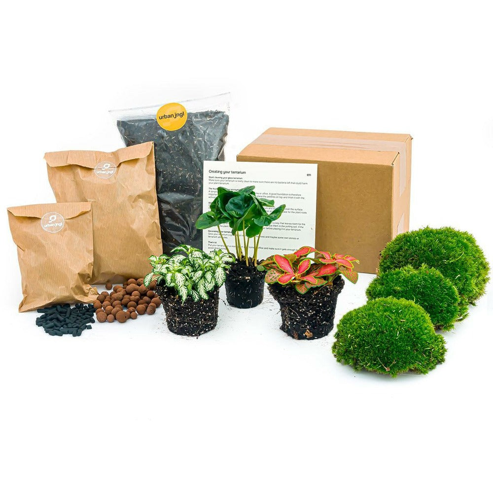  Kit Rempotage Plantes Pour Terrarium 3 Plantes : Caféier + 2 Fittonia -