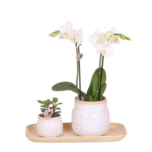  Orchidées Ensemble De Plantes Blanc Vintage | Plantes Vertes Avec Orchidée Phalaenopsis Rose Dans Des Pots Vintage Blancs Décoratifs