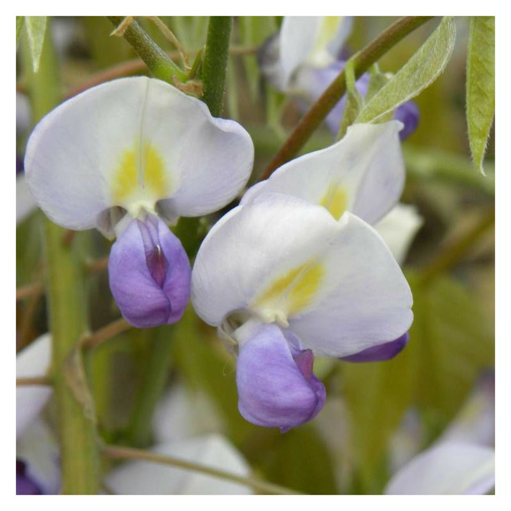  Glycine Du Japon Macrobotrys/[-]godet - 5/10 Cm
