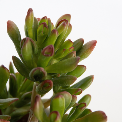  Plante De Jade - Lot De 2 - Crassula Ovata 'gollum' - Hauteur 15-25cm - Pot 12cm