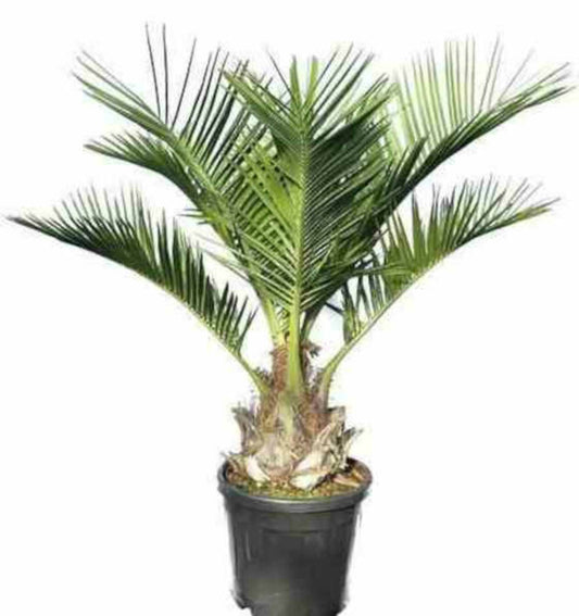  Jubaea Chilensis (cocotier Du Chili, Palmier à Miel, Palmier à Vin) Spécimen Pot 500l - 175/200cm - Pied 70/80
