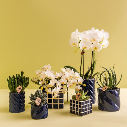  Set Orchidée Phalaenopsis Blanche Et Haworthia En Pots Candy