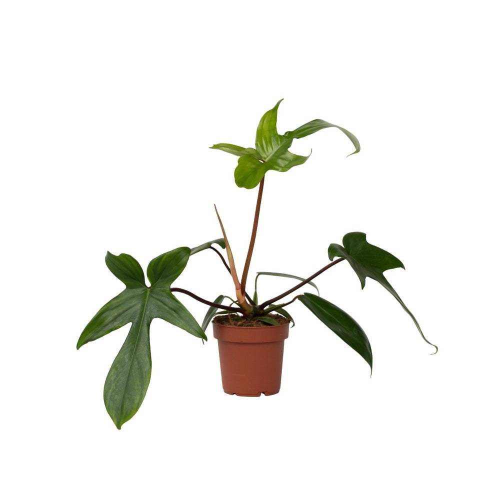  Plante Verte - Philodendron 'florida Green' - Hauteur 20-30cm - ⌀12cm